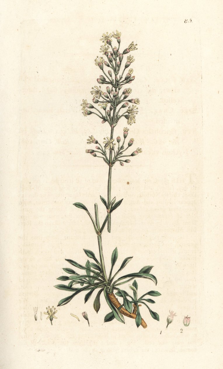 Spanisches Leimkraut, Silene otites von James Sowerby