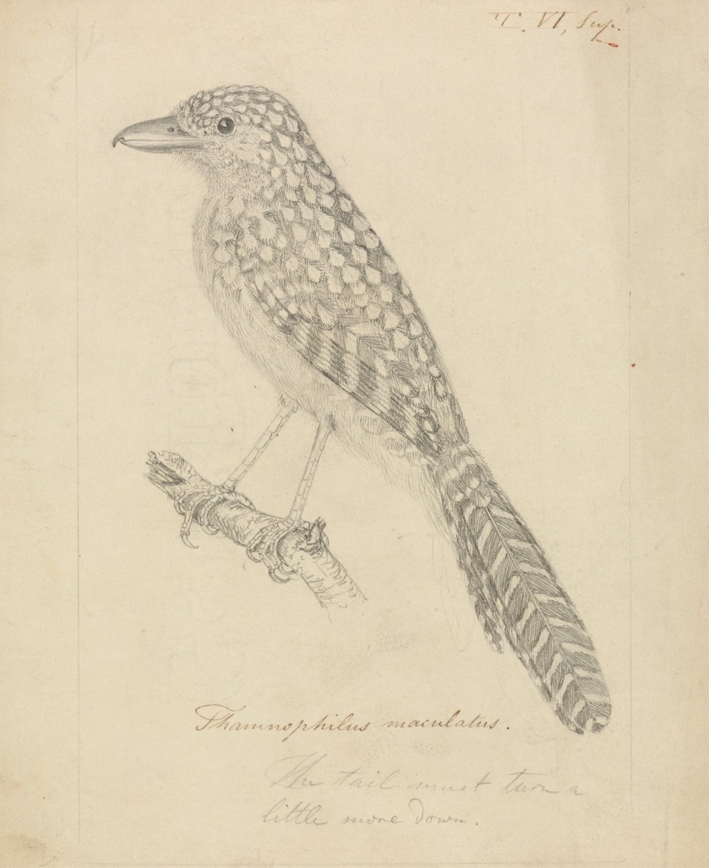 Fleckenspecht-Ameisenvogel von James Sowerby