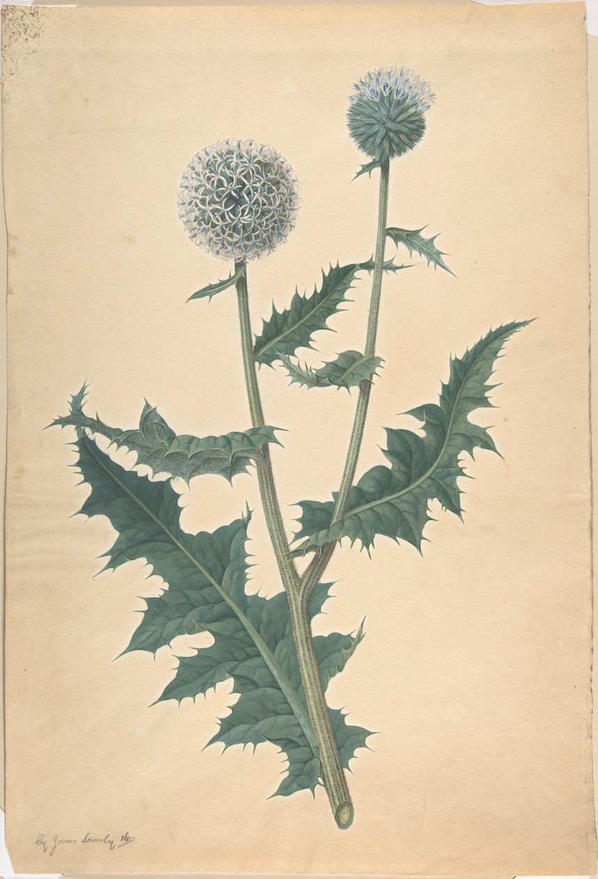 Studie einer Distel von James Sowerby