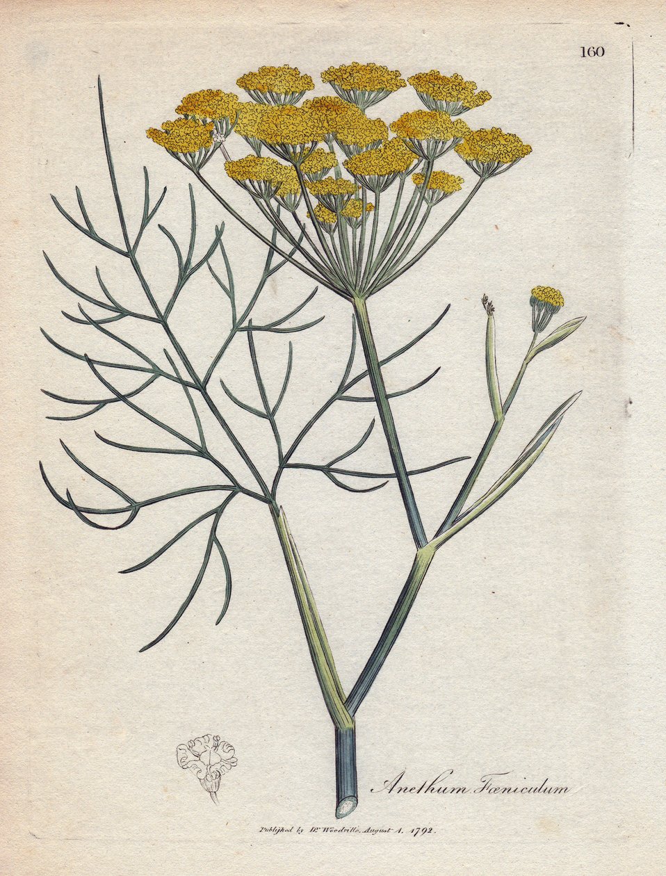 Fenchel von James Sowerby