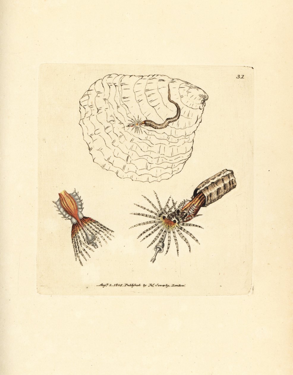 Röhrenbauender Anneliden-Federwurm, Spirobranchus triqueter. Handkolorierter Kupferstich von James Sowerby aus The British Miscellany, oder Coloured figures of new, rare, or little known animal subjects. von James Sowerby