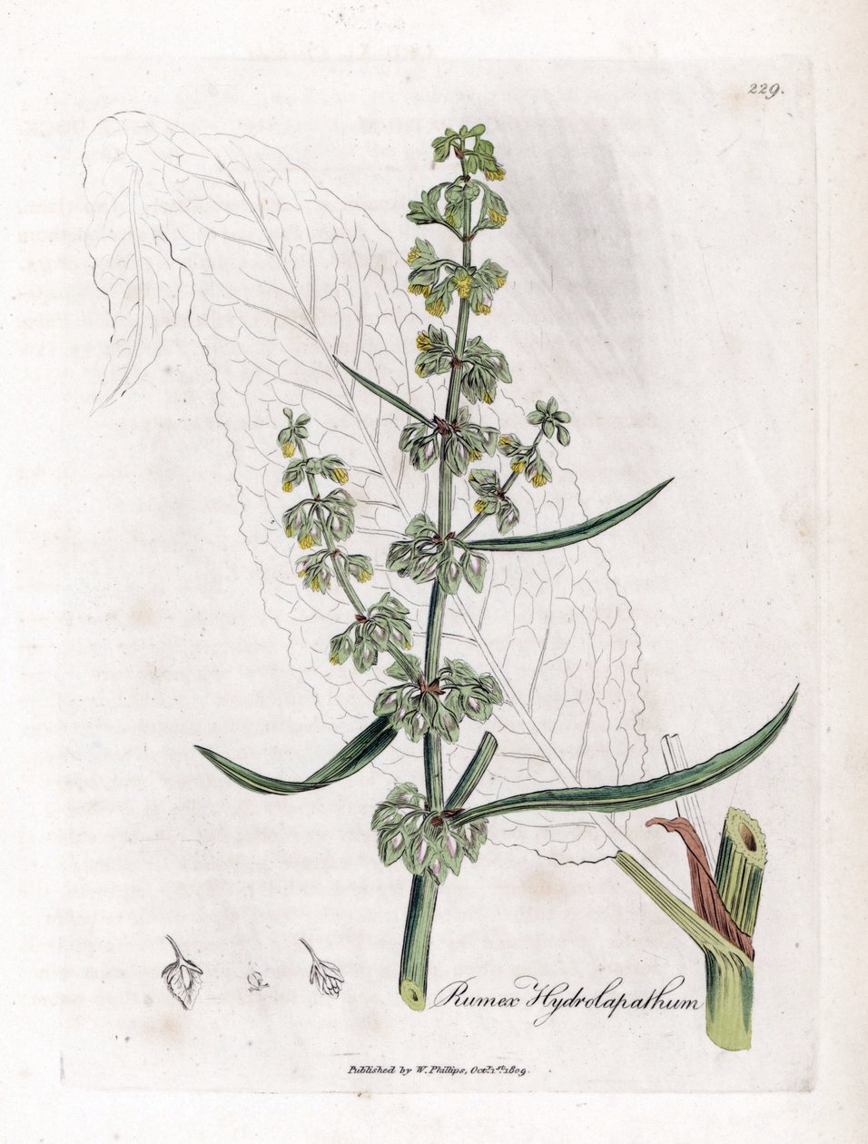 Wasser Geduld oder Aquatische Geduld - Großer Wasserdock, Rumex hydrolapathum. Handkolorierte Kupferstichgravur von James Sowerby aus William Woodville und Sir William Jackson Hooker