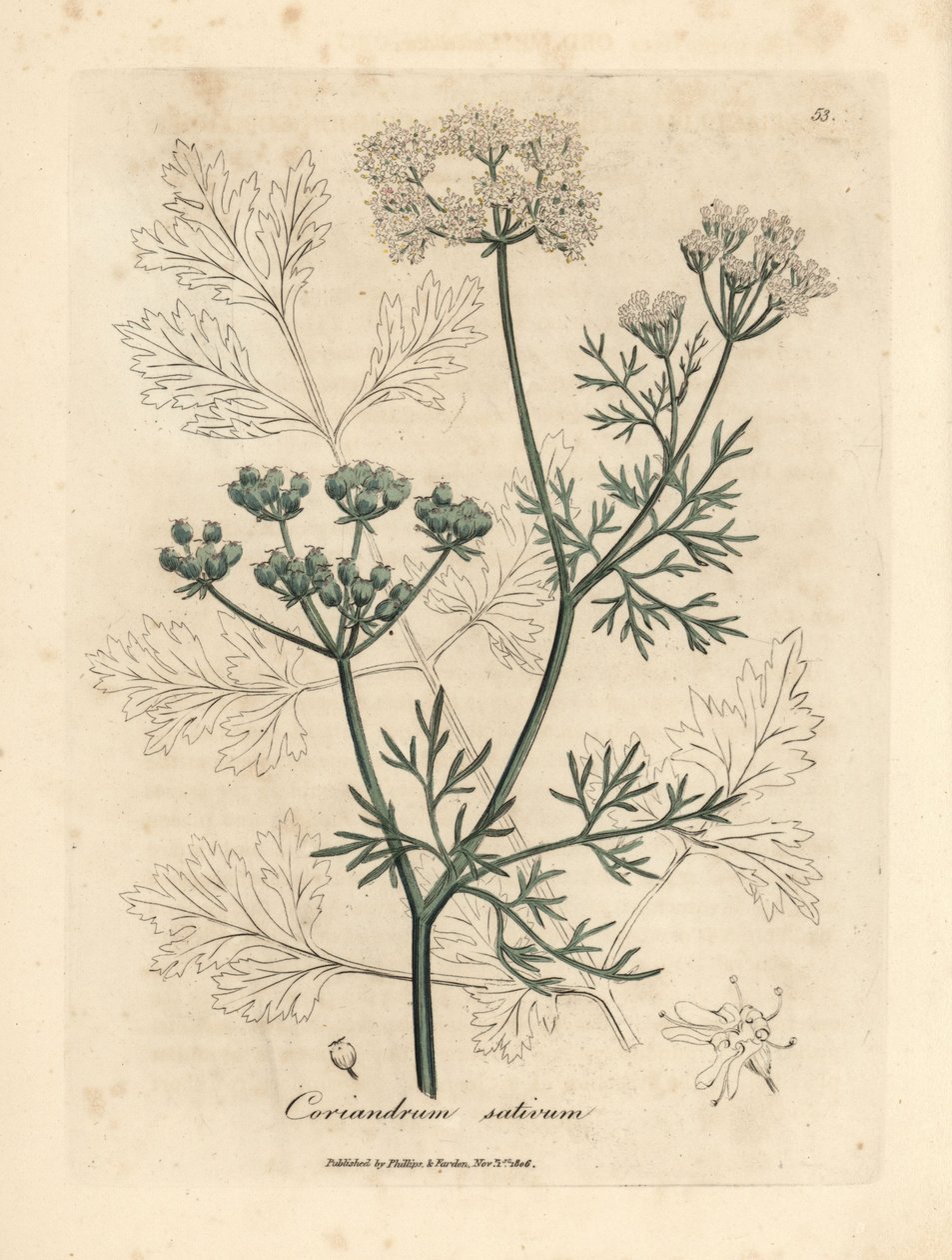 Weißblühender Koriander, Coriandrum sativum von James Sowerby
