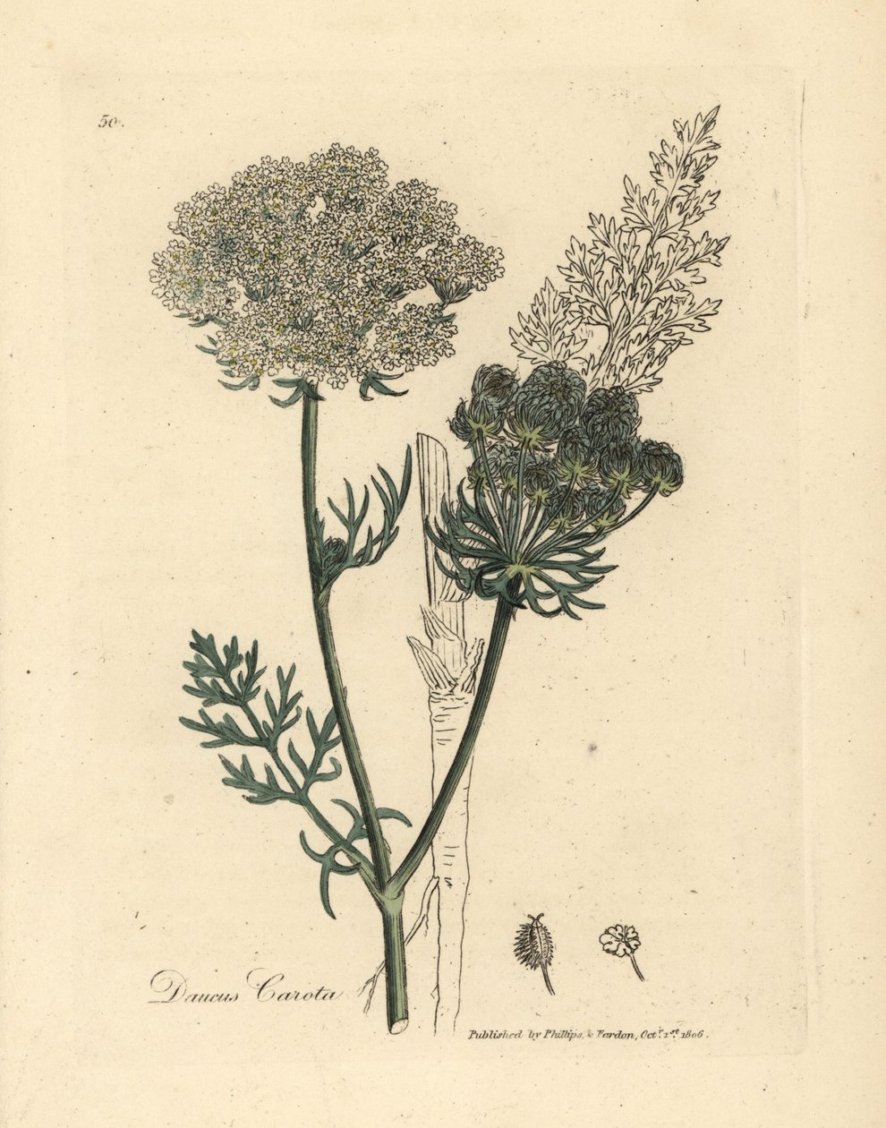 Weißblühende wilde Karottenpflanze, Daucus carota von James Sowerby