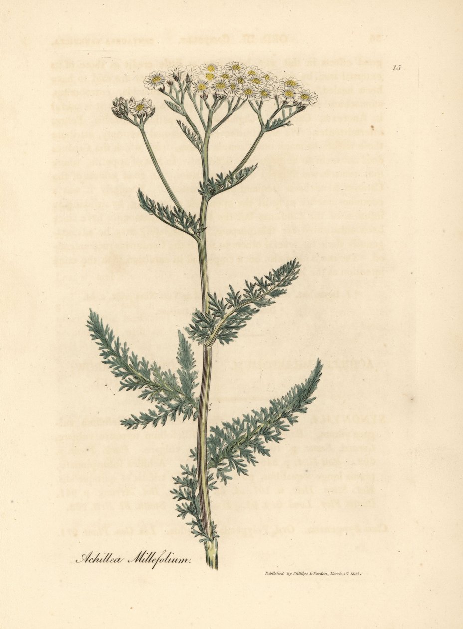 Weißblühende Schafgarbe, Achillea millefolium von James Sowerby