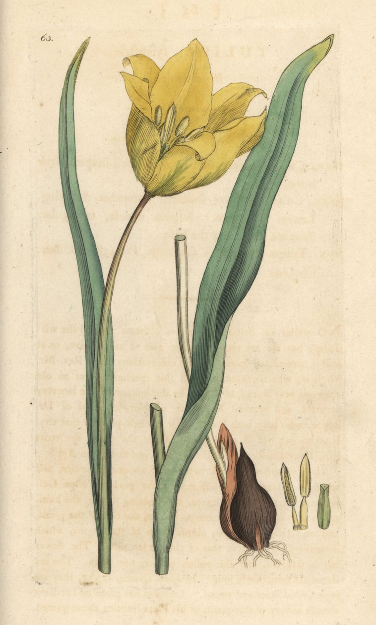 Wilde Tulpe, Tulipa sylvestris von James Sowerby