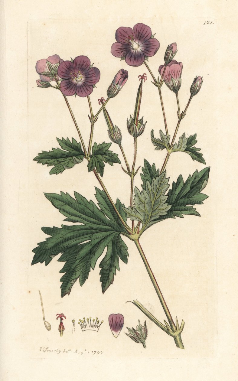 Wald-Storchschnabel, Geranium sylvaticum. Handkolorierter Kupferstich nach einer Illustration von James Sowerby aus James Smith