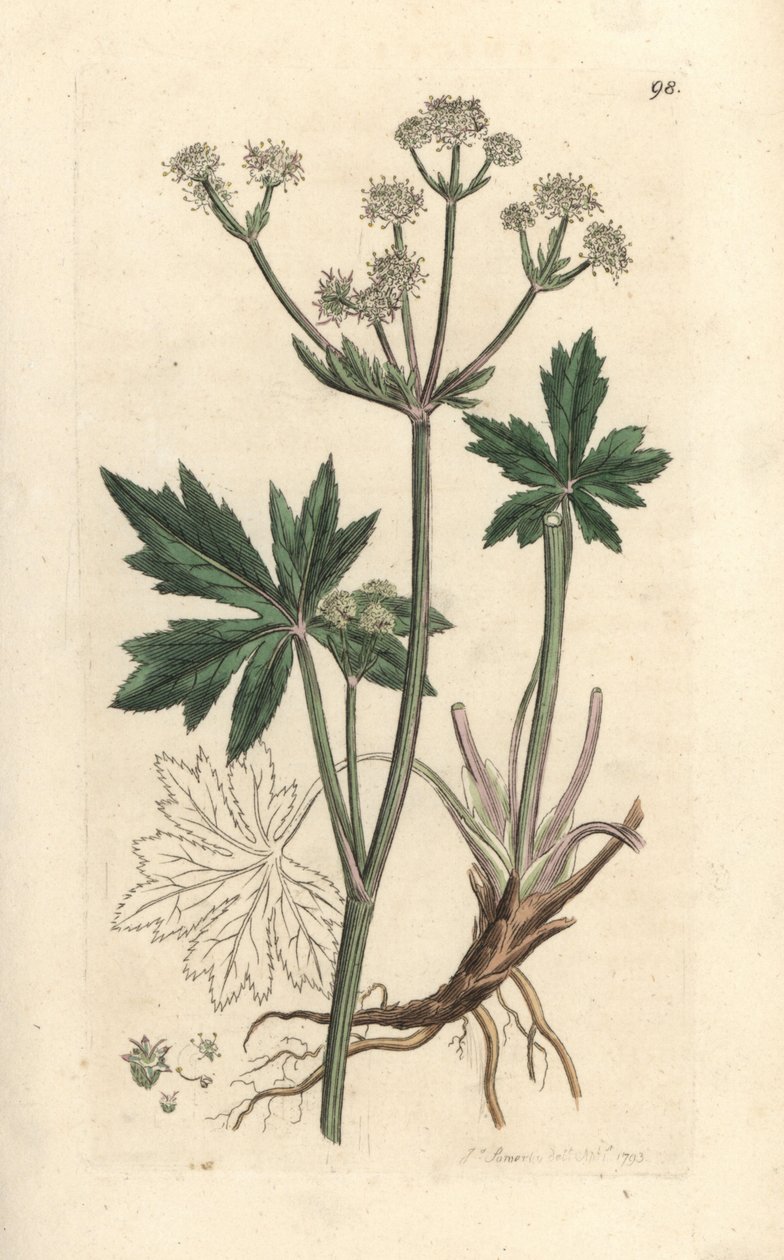 Sanikel, Sanicula europaea von James Sowerby