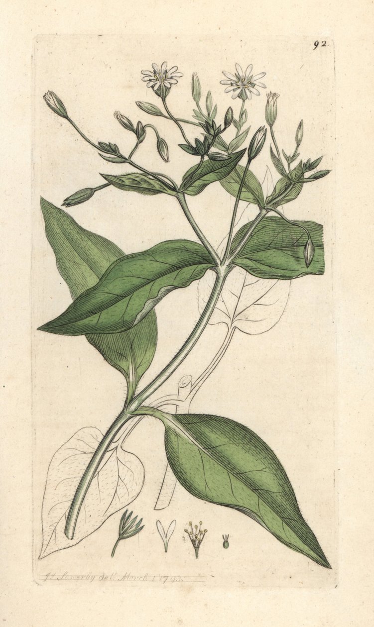 Wald-Sternmiere, Stellaria nemorum von James Sowerby