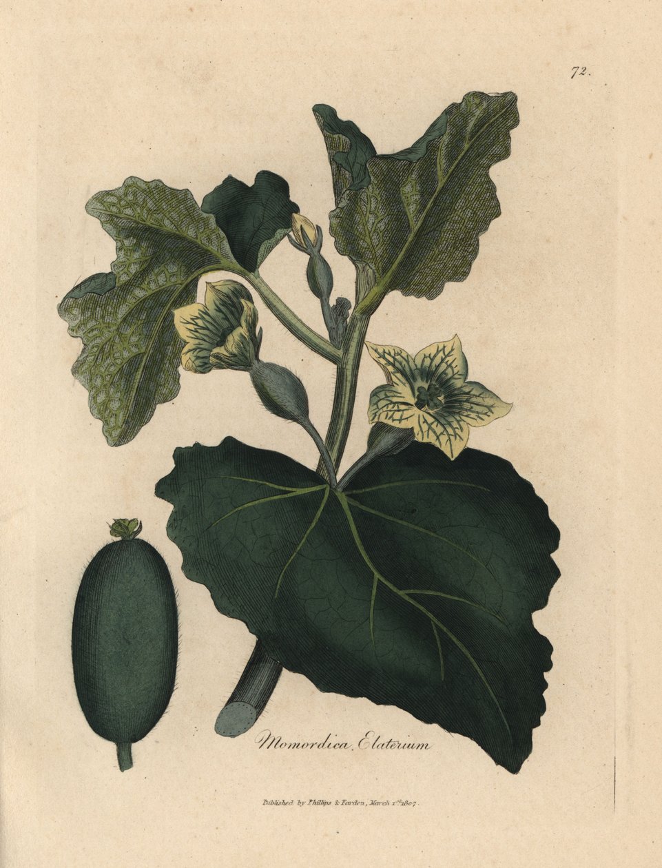 Gelbe Blüte, Blätter und Frucht der Spritzgurke, Momordica elaterium von James Sowerby