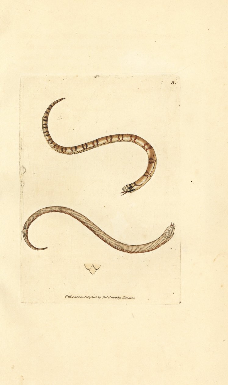 Junge Glattnatter, Coronella austriaca (Dumfriesshire-Schlange, Coluber dumfrisiensis). Handkolorierter Kupferstich von James Sowerby aus The British Miscellany, oder Coloured figures of new, rare, or little known animal subjects. von James Sowerby