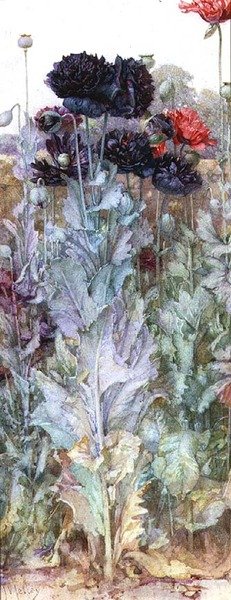 Schwarze und purpurrote Islandmohnblumen von James Valentine Jelley
