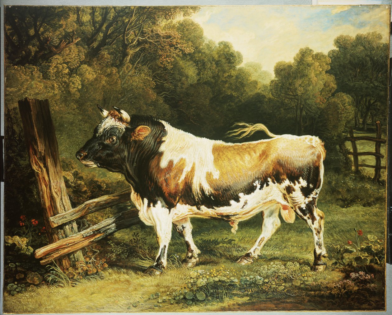 Ein Bulle der Alderney-Rasse von James Ward