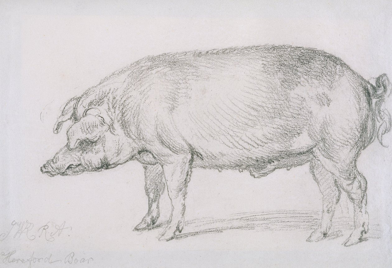 Hereford Eber, ca. 1803-04 von James Ward