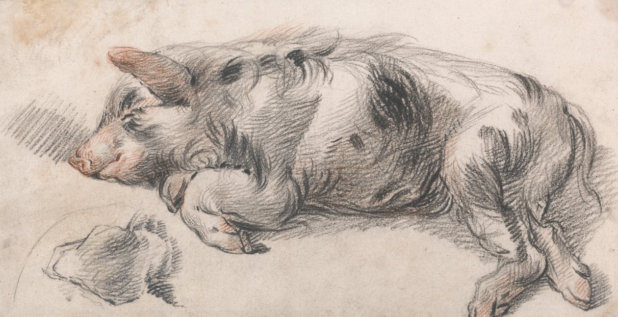 Schlafendes Schwein von James Ward