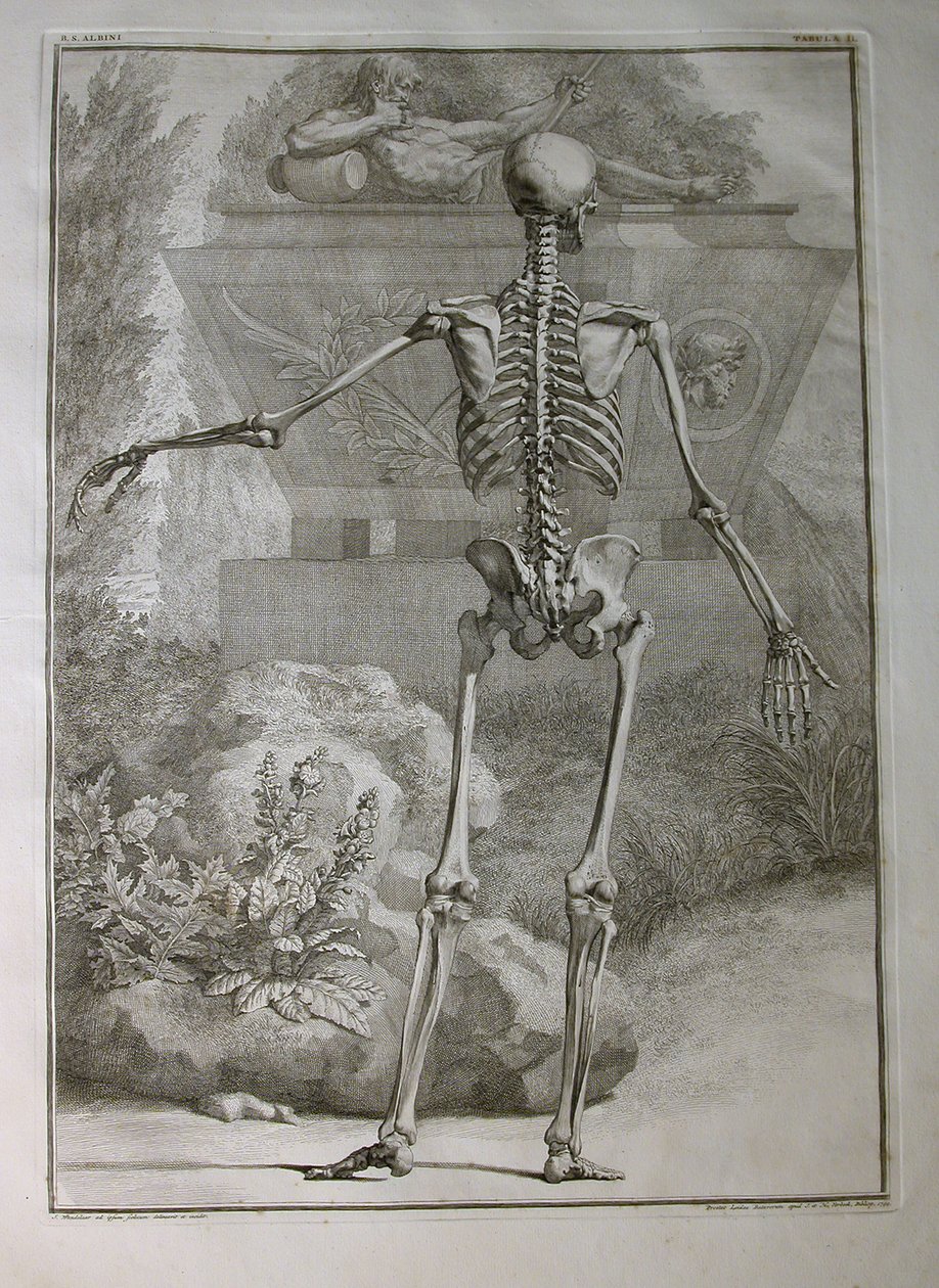 Albinus I, Pl. II: Skelett, Illustration aus 'Tabulae sceleti et ...