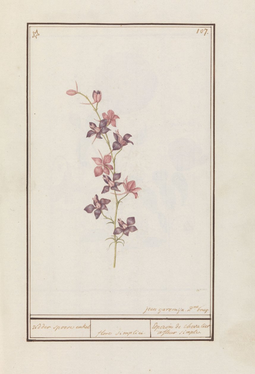 Rittersporn (Consolida) von Jan Anton Garemyn