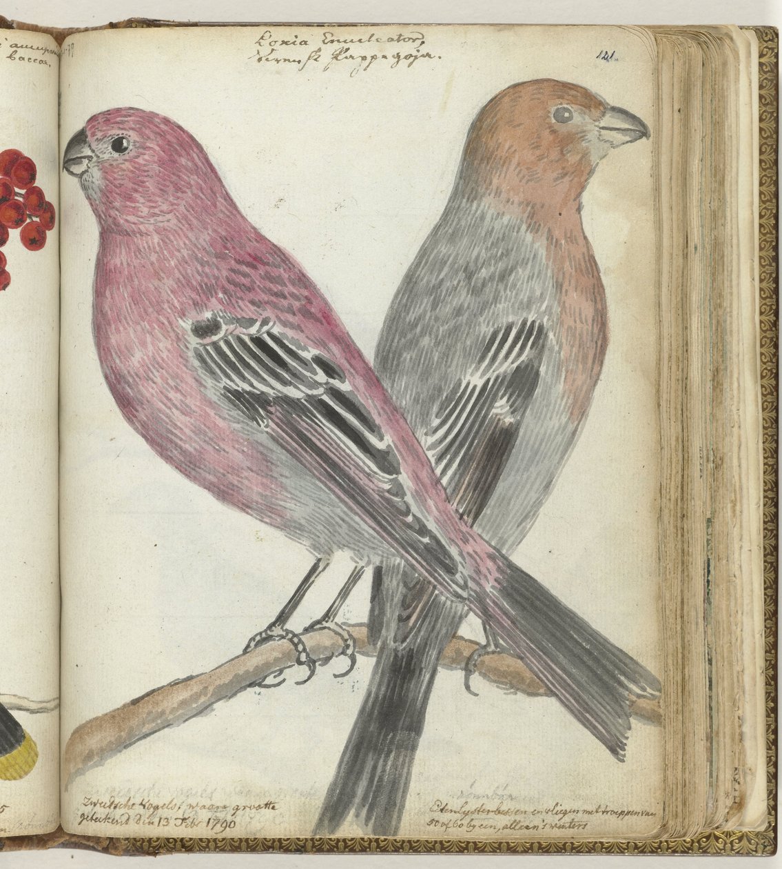 Schwedische Vögel von Jan Brandes