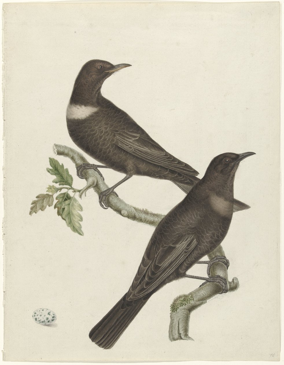 Zwei Ringdrosseln (Purdus torquatus) mit einem Ei von Jan Christiaan Sepp (possibly)
