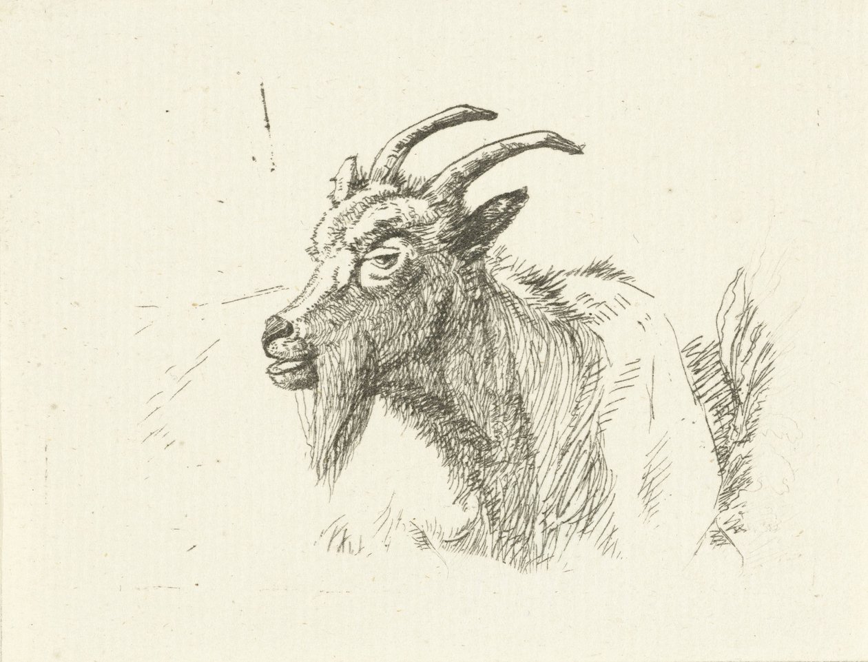 Liegende Ziege von Jan Dasveldt