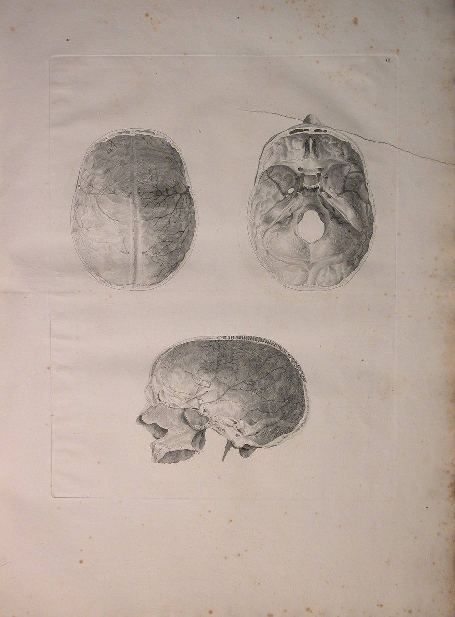 Albinus II, Tafel III, Schädelknochen, Illustration aus 