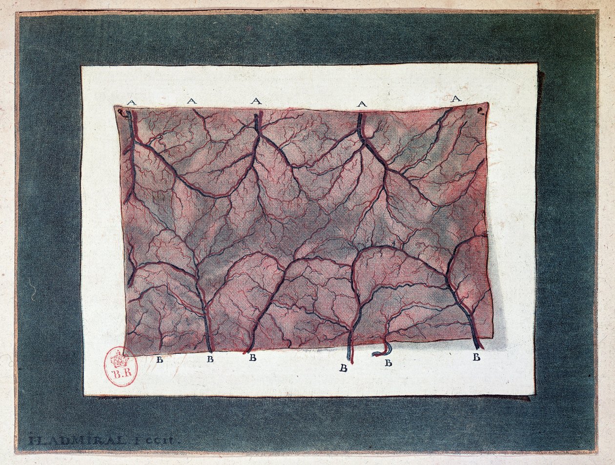 Nerv der Darmmembran, Ladmiral von Jan or Joannes Ladmiral
