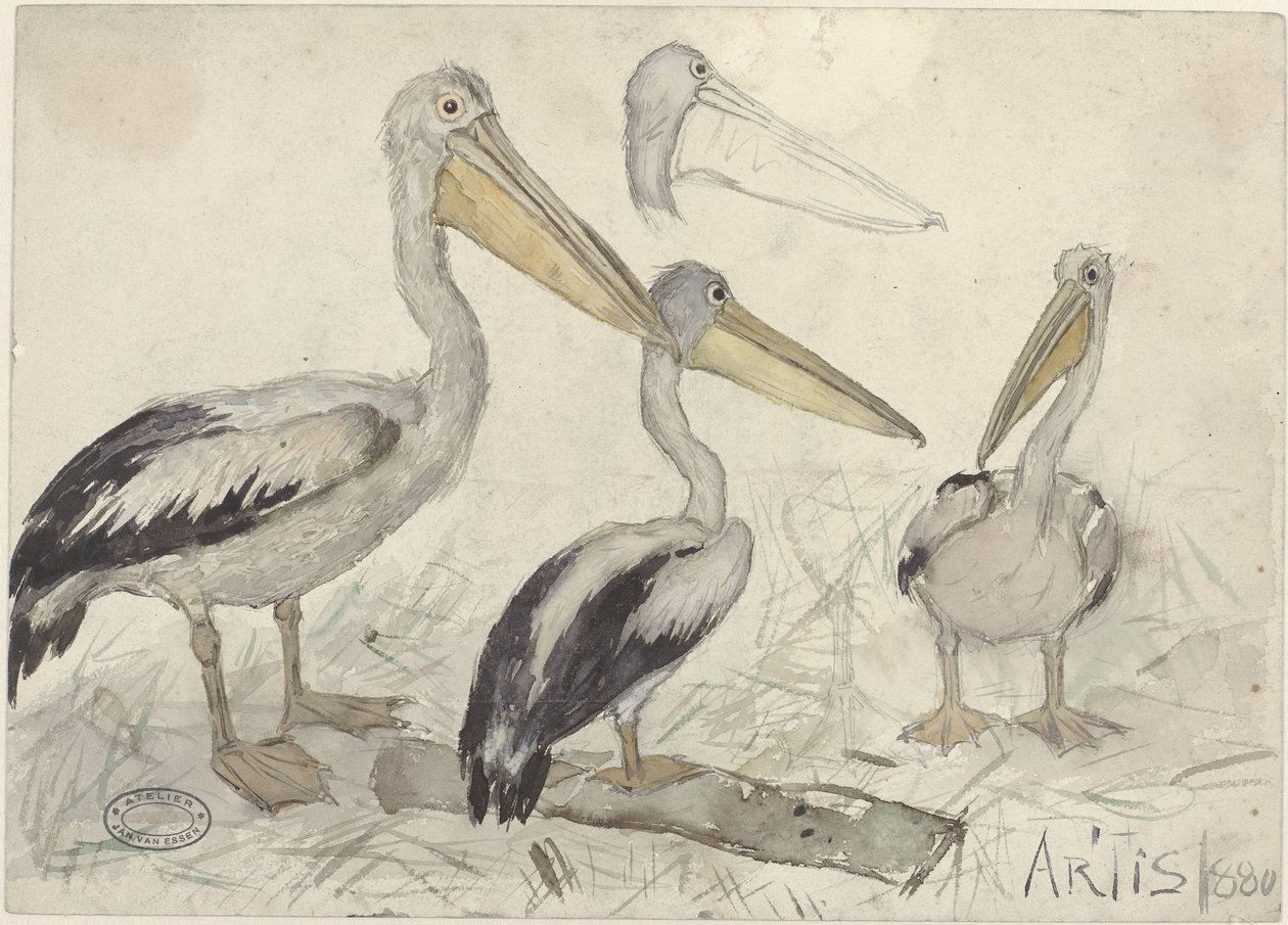 Pelikanen im Artis Zoo von Jan van Essen