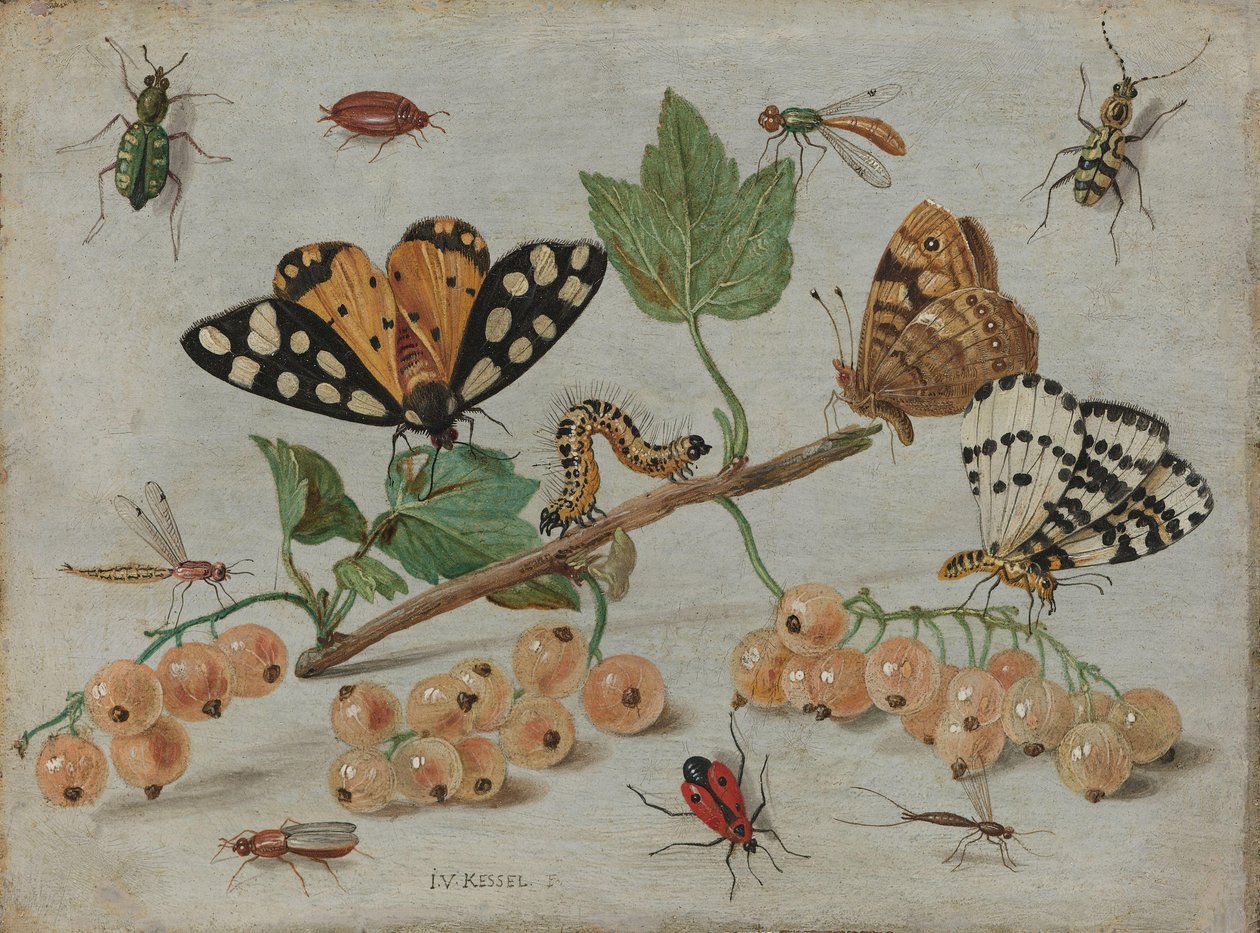 Insekten und Früchte von Jan van Kessel (I)