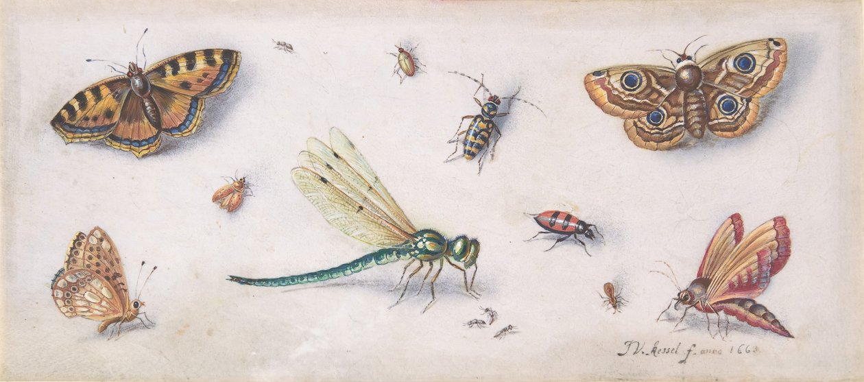 Insekten, Schmetterlinge und eine Libelle von Jan van Kessel