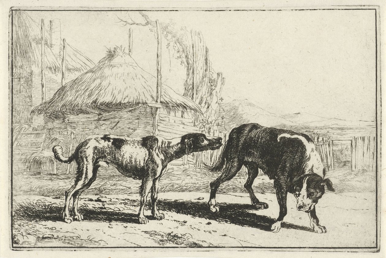 Rüde und Hündin von Jan van den Hecke