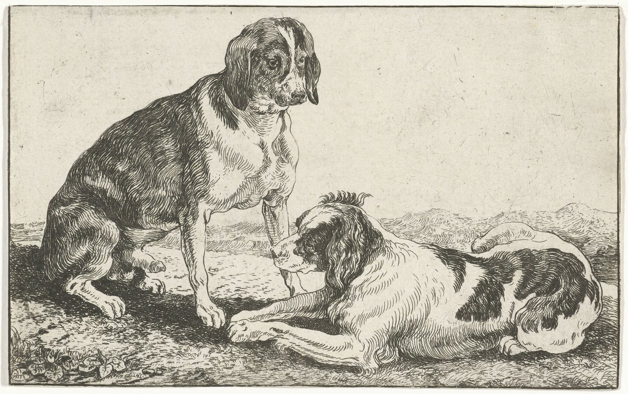 Zwei ruhende Hunde von Jan van den Hecke