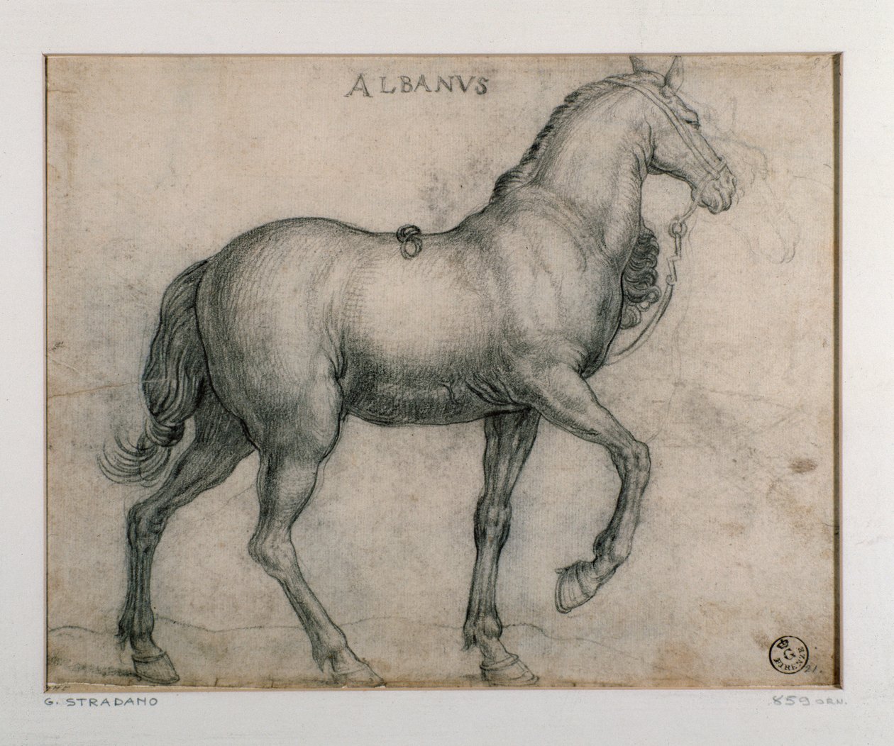 Studie für ein Pferd von Jan van der Straet