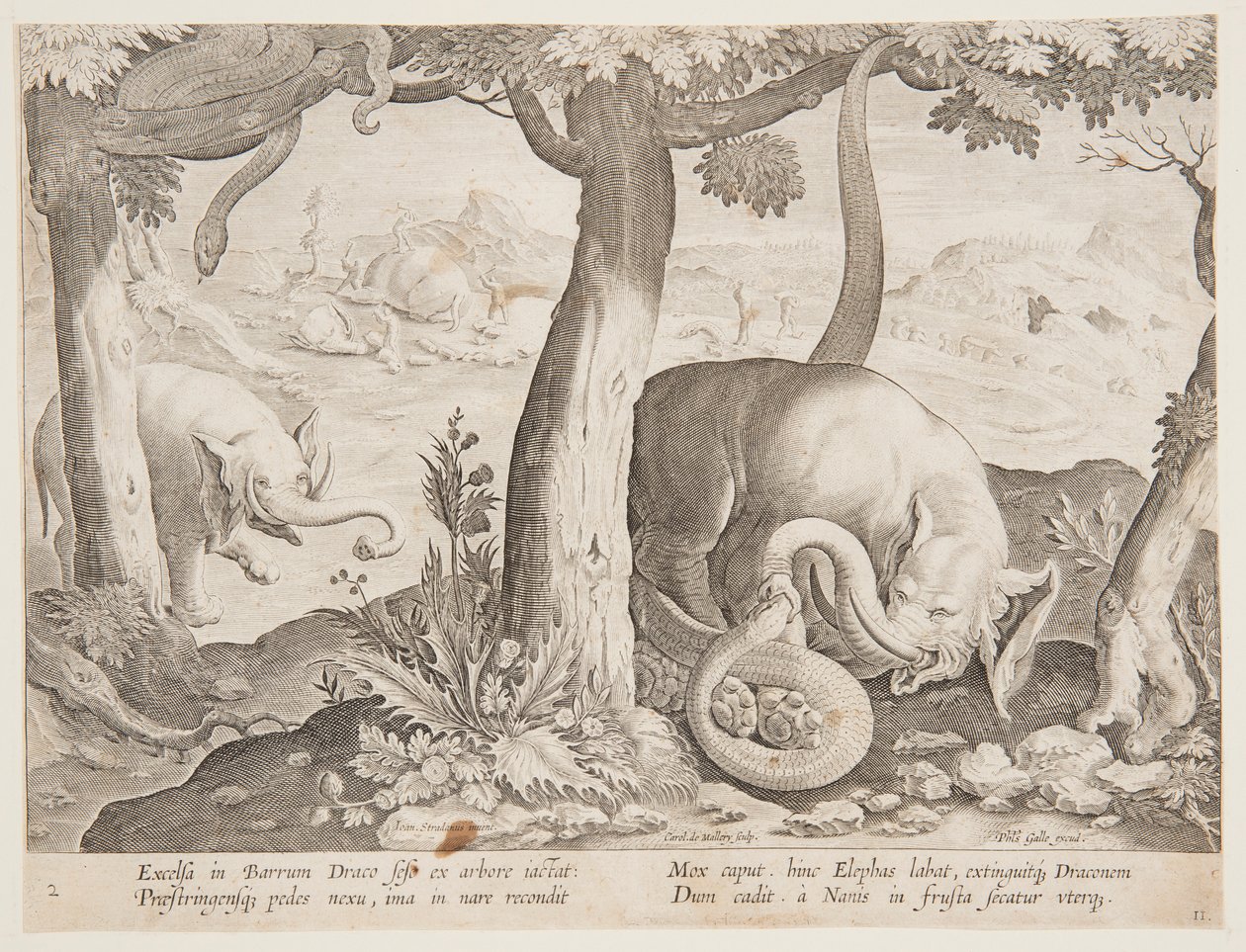 Kampf zwischen Elefanten und Schlangen, Platte 2 aus der Serie Venationes Ferarum, Avium, Piscium von Jan van der Straet, called Stradanus