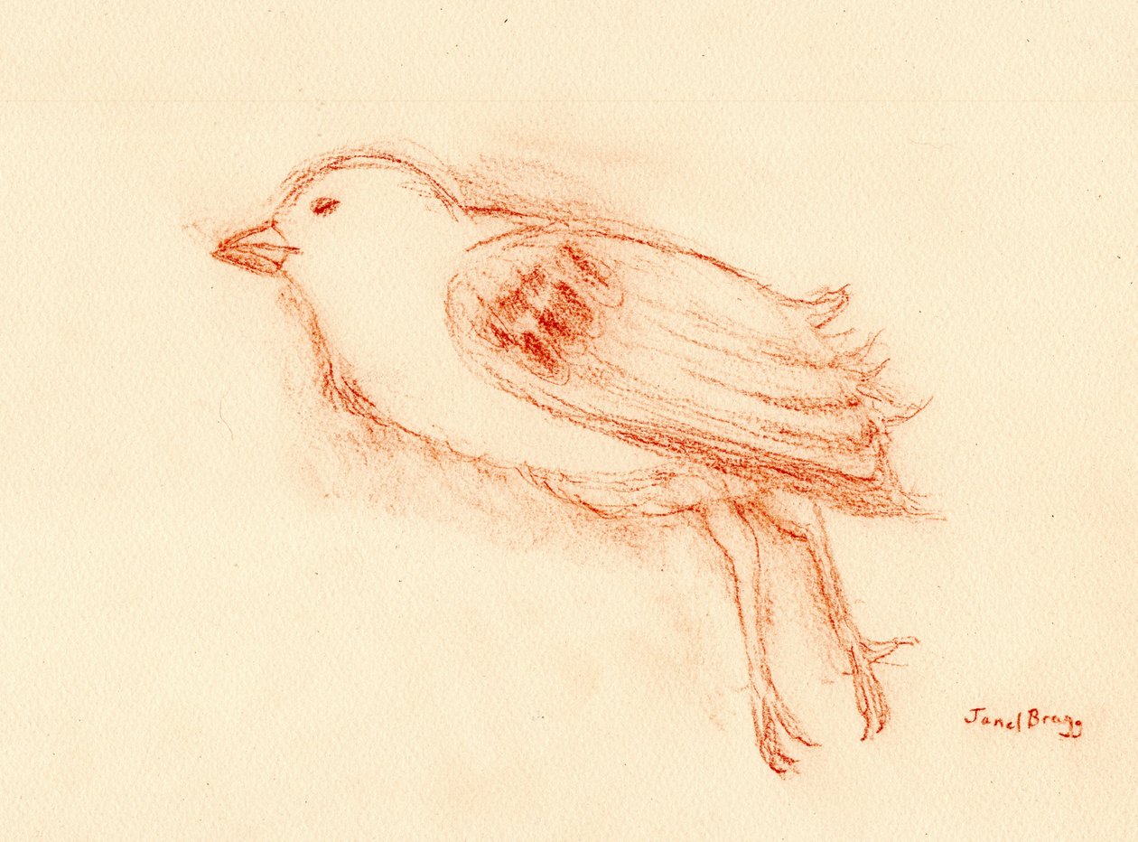 Verwundbarkeit und Tod im Sommer (Toter Vogel an meiner Treppe III) c.2021 von Janel Bragg