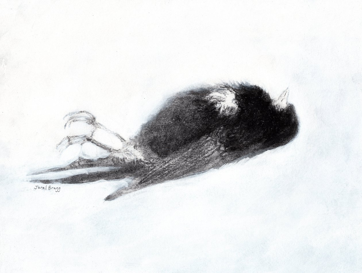 Verletzlichkeit und Tod im Winter (Toter Vogel an meiner Treppe II) von Janel Bragg