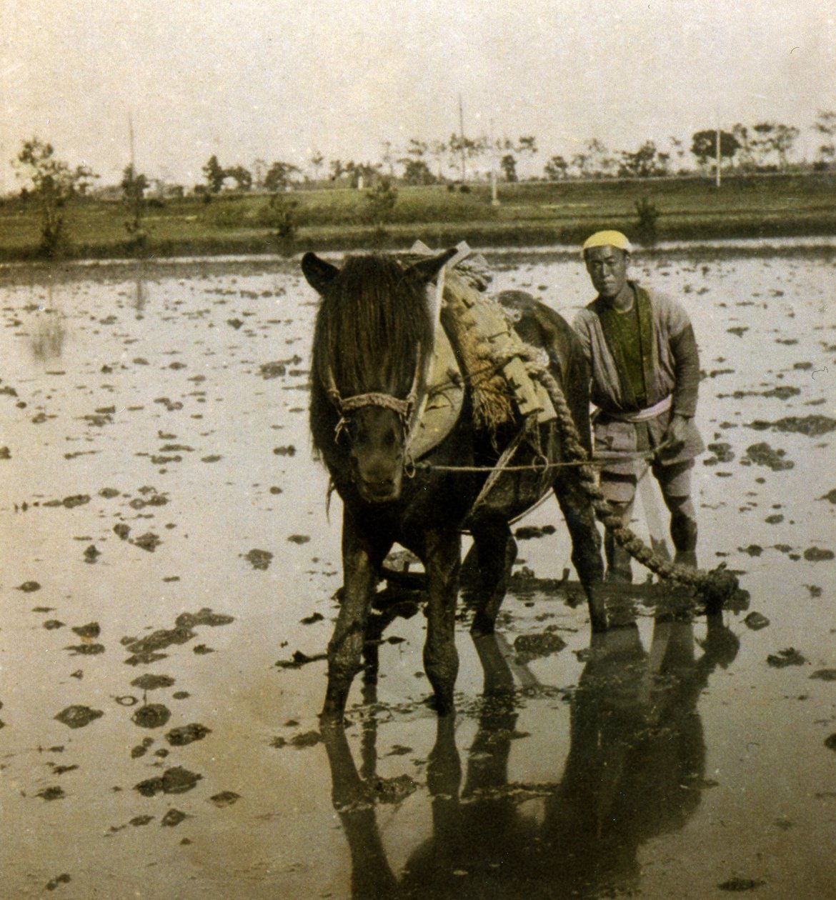 Pflügen eines Reisfeldes, um 1900 von Japanese Photographer