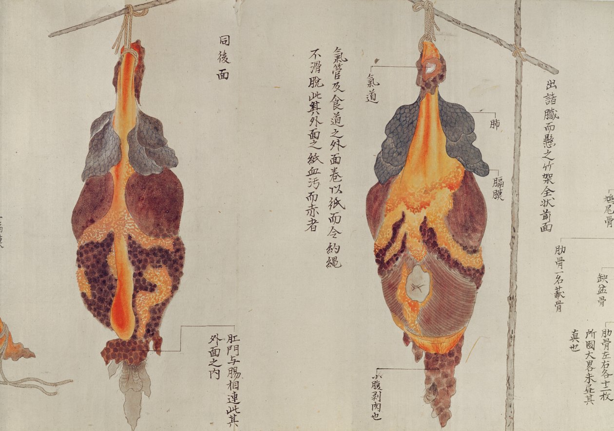 Die Lungen aus der Sektion eines Folteropfers von 1796, aus einem Makimono eines Midori-Arztes von Japanese School