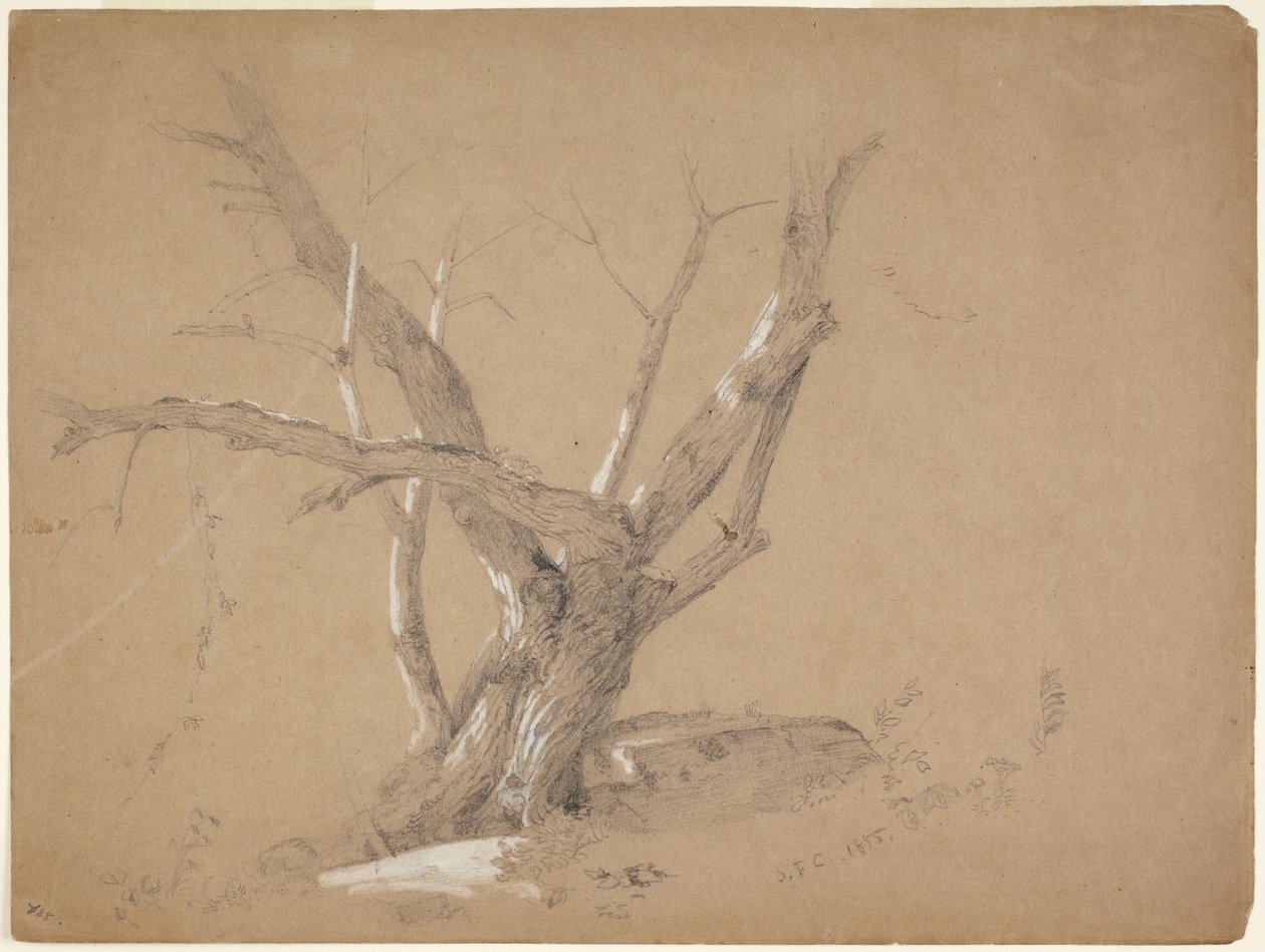 Studie eines Baumes von Jasper Francis Cropsey