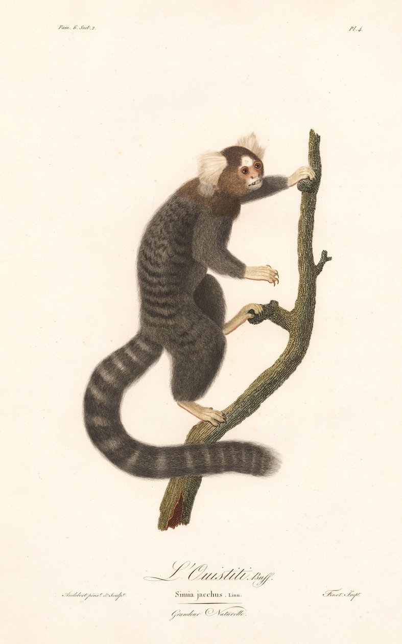 Gewöhnlicher Marmoset (Simia jacchus) von Jean Baptiste Audebert