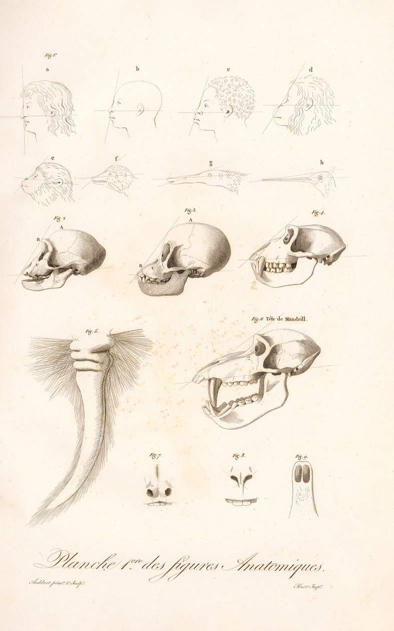 Vergleichende Primatenanatomie, Erste Tafel von Jean Baptiste Audebert