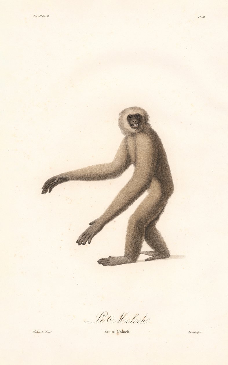 Grauer Langur (Simia moloch) von Jean Baptiste Audebert