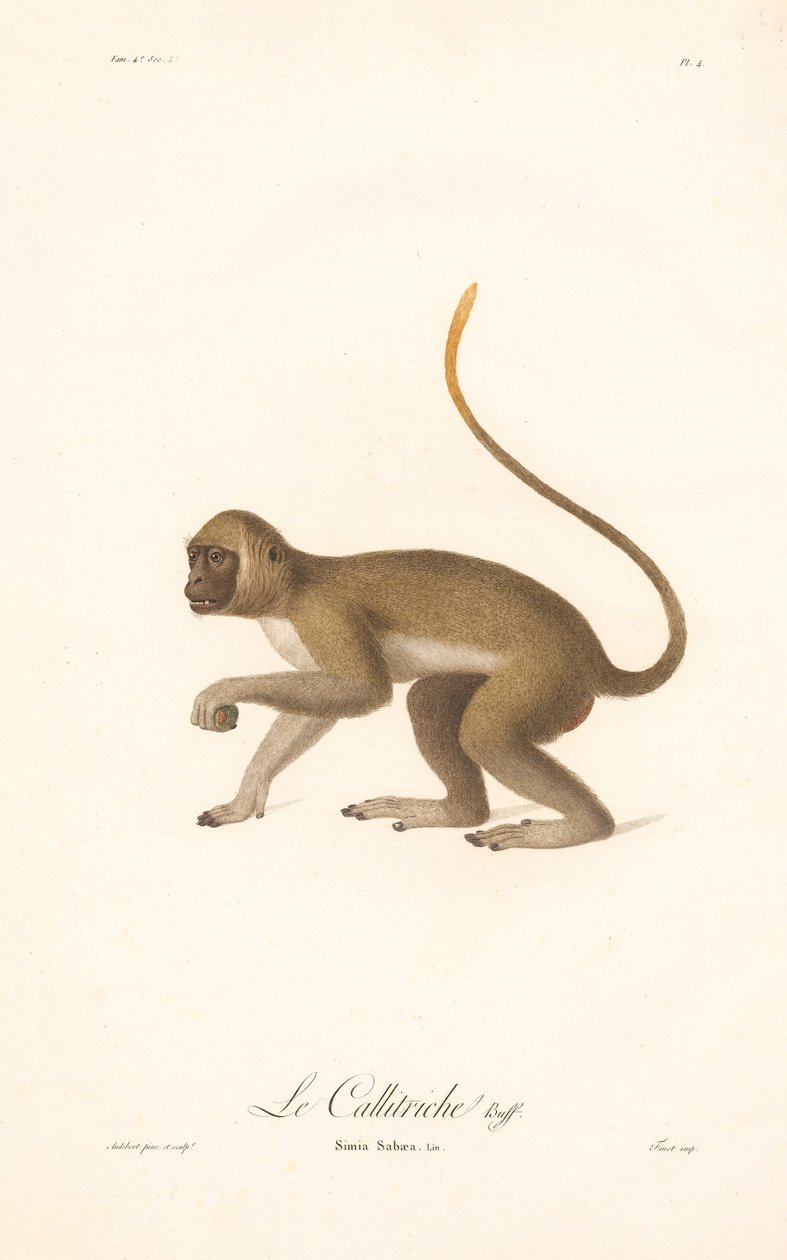 Grüner Meerkatze (Simia Sabaea) von Jean Baptiste Audebert