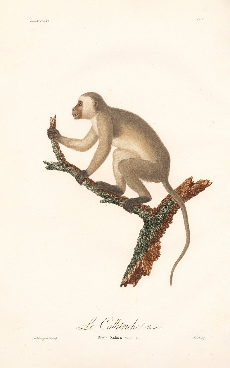 Grüner Meerkatze (Simia Sabaea, Variante A) von Jean Baptiste Audebert