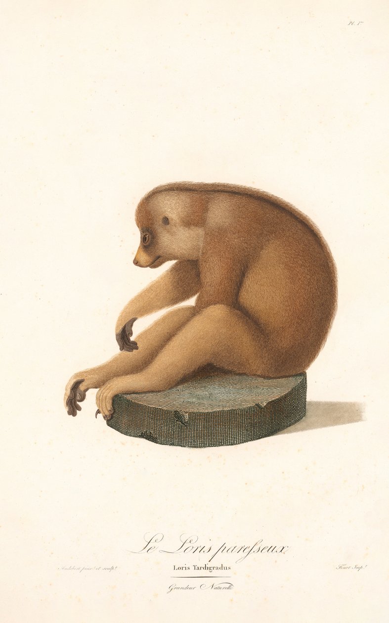 Schlanker Lori (Loris tardigradus) von Jean Baptiste Audebert