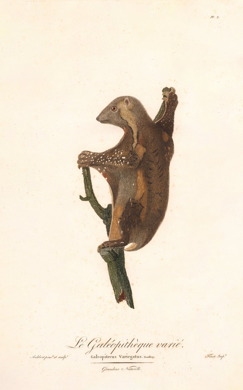 Gefleckter Gleitflieger (Galeopithecus variegatus)