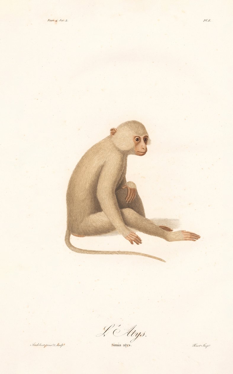 Weißhandgibbon (Simia alys) von Jean Baptiste Audebert