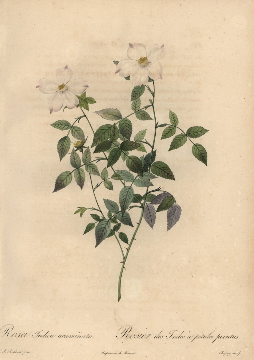 Weiße und rosa China-Rose, Rosa chinensis von Jean Baptiste Chapuy