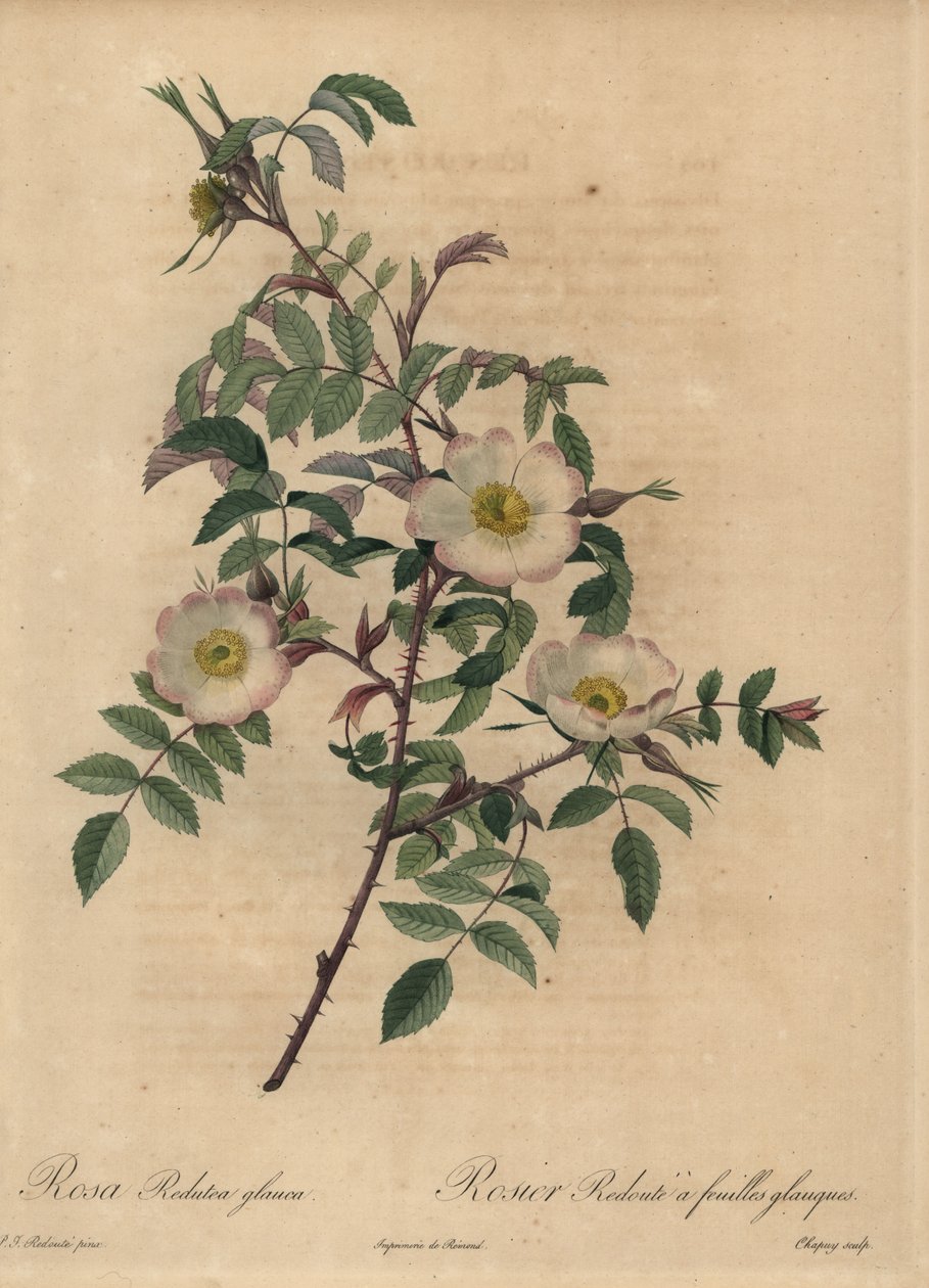 Weiße und rosa Rose, Rosa redutea glauca von Jean Baptiste Chapuy