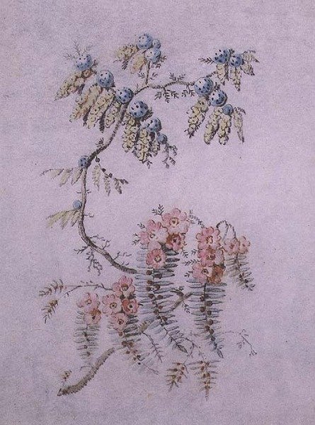 Dekorative Studie von Blumen und Beeren von Jean Baptiste Pillement