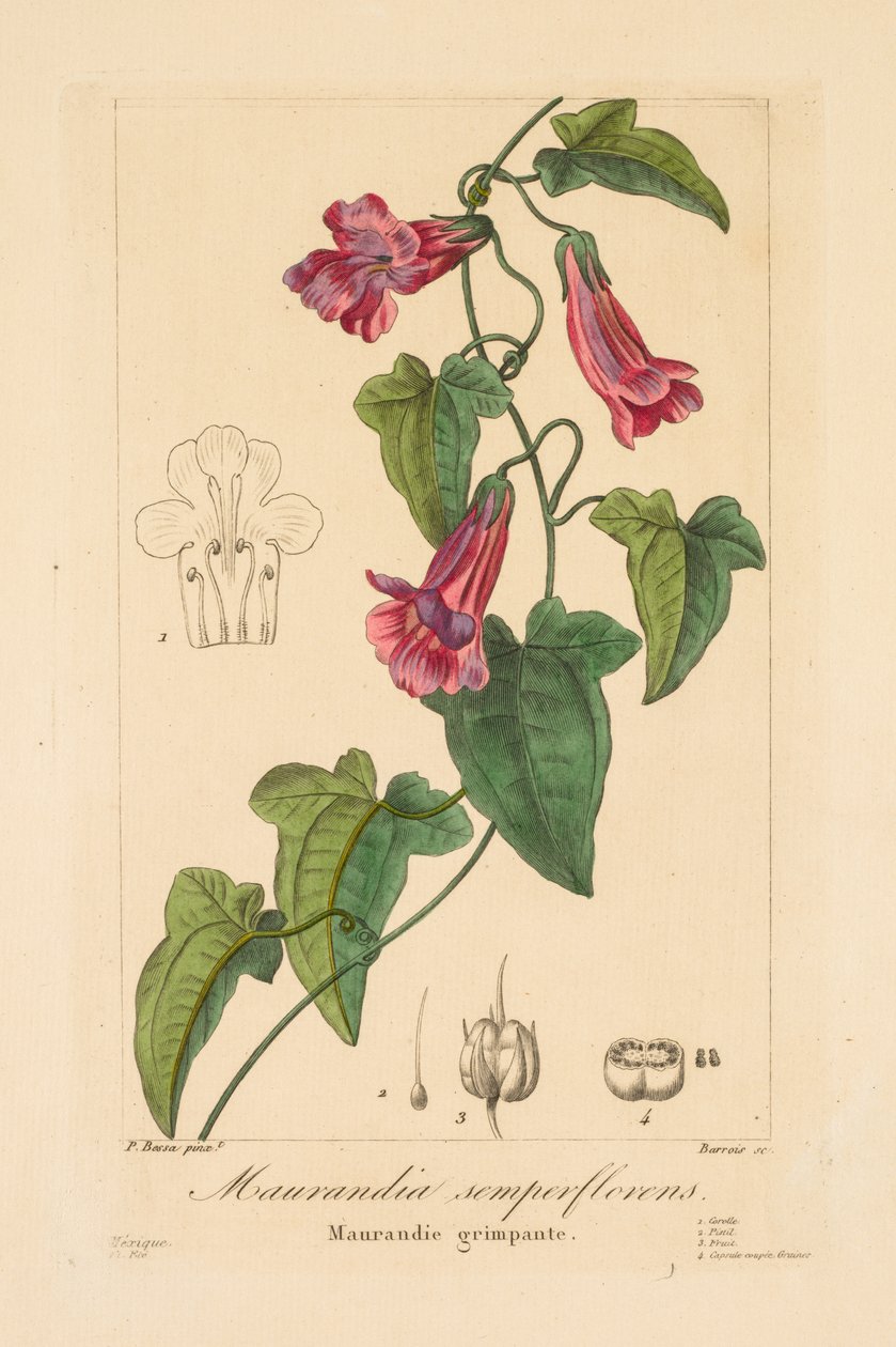 Flore des Jardiniers, Amateurs et Manufacturiers: Maurandia semperflorens von Jean Pierre Frederic Barrois